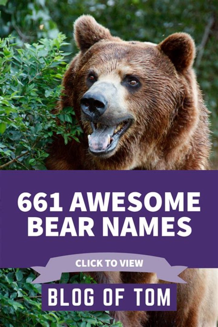 661+ Bear Names (Best, Funny, Cute, & Famous Ideas)