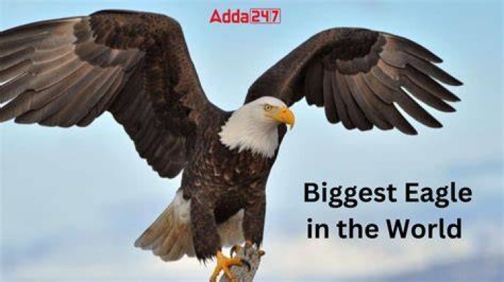 Discover The Majestic: The World's Largest Eagle