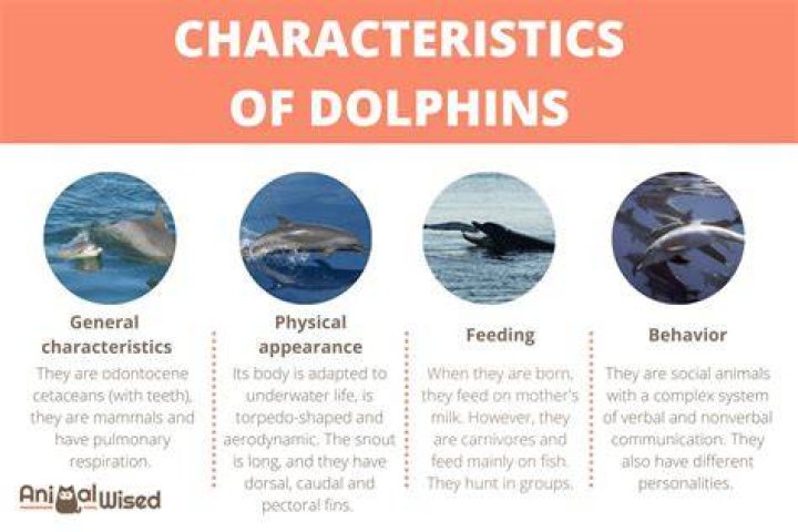 Dolphins have human personality traits &bull;