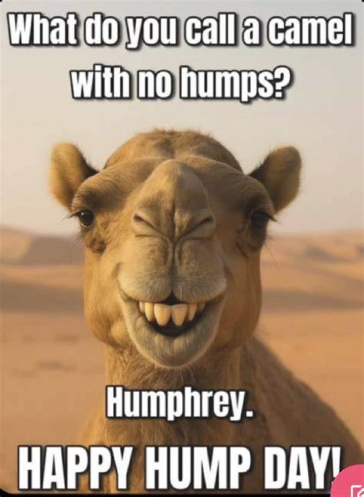 Hilarious Hump Day Memes To Brighten Your Midweek