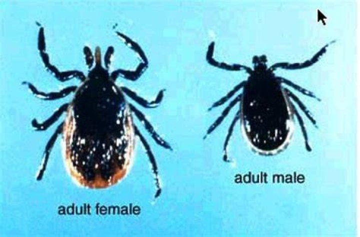 Pin on Lyme & Ticks