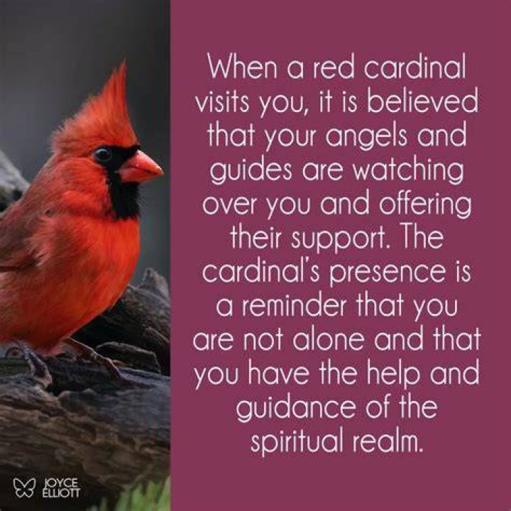 Unveiling The Meaning Behind The Red-Robed Cardinals